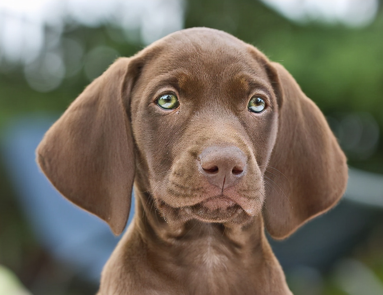 世界犬种智商排名榜前 30 名的聪明狗狗