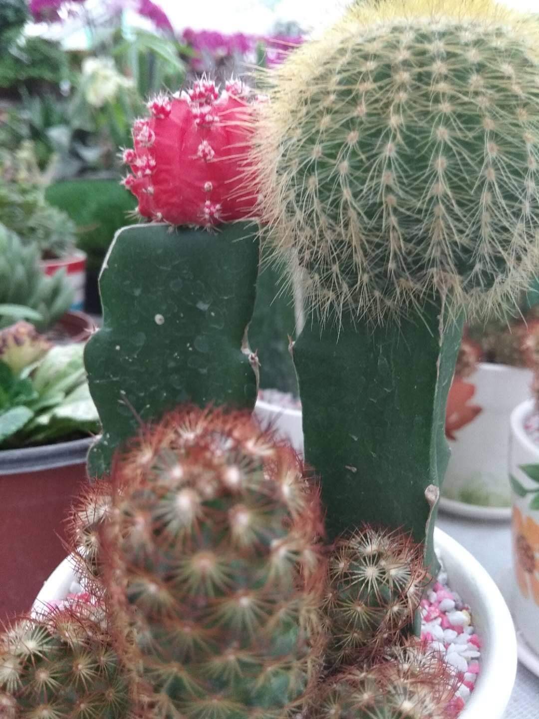 今年超火的10种网红植物,气质满满,养在家里提升格调