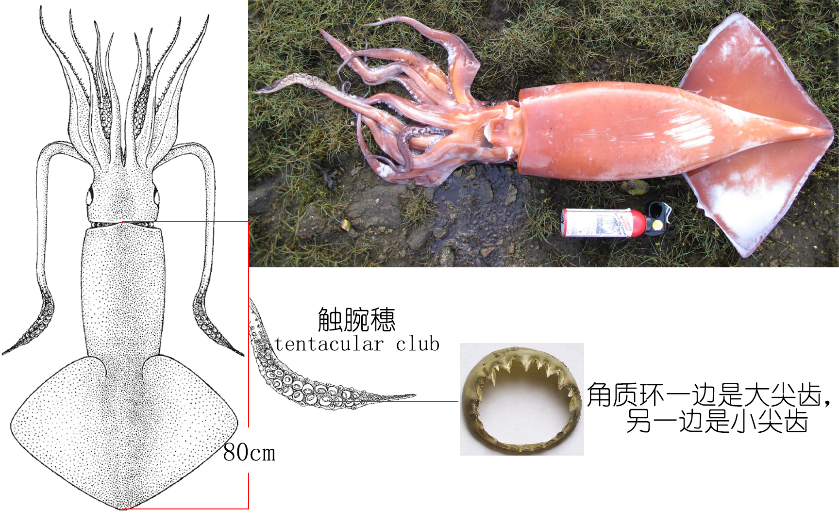 解析海鲜｜认识鱿鱼（终结篇）