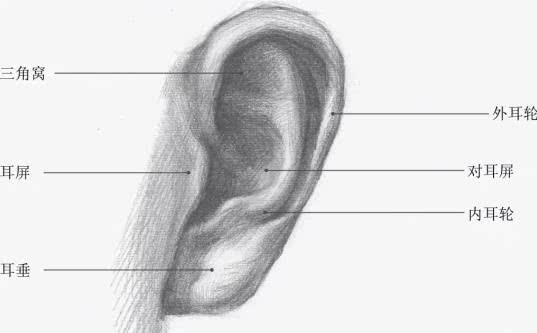 合适初学者学习的素描五官的画法以及详解教程图片