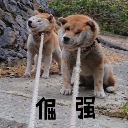 柴犬表情包｜真叫狗头大