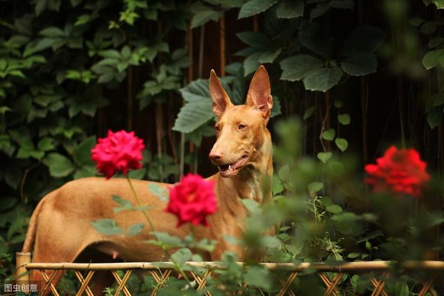 惡霸犬哪種體型最貴,惡霸犬體重