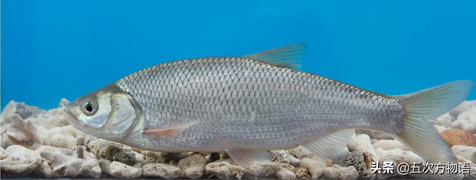 软骨鲫鱼多少钱一斤黑龙江流域名贵鱼类及常见经济鱼类简介