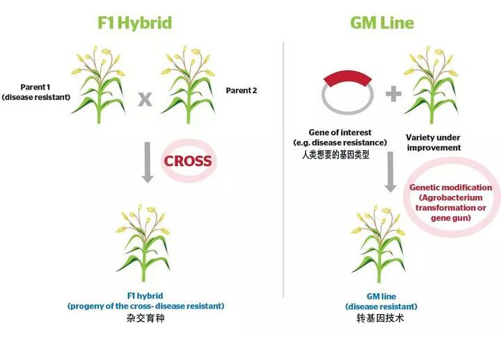 开遍全球又消亡两次，银杏已成濒危物种，转基因能救为何不用？