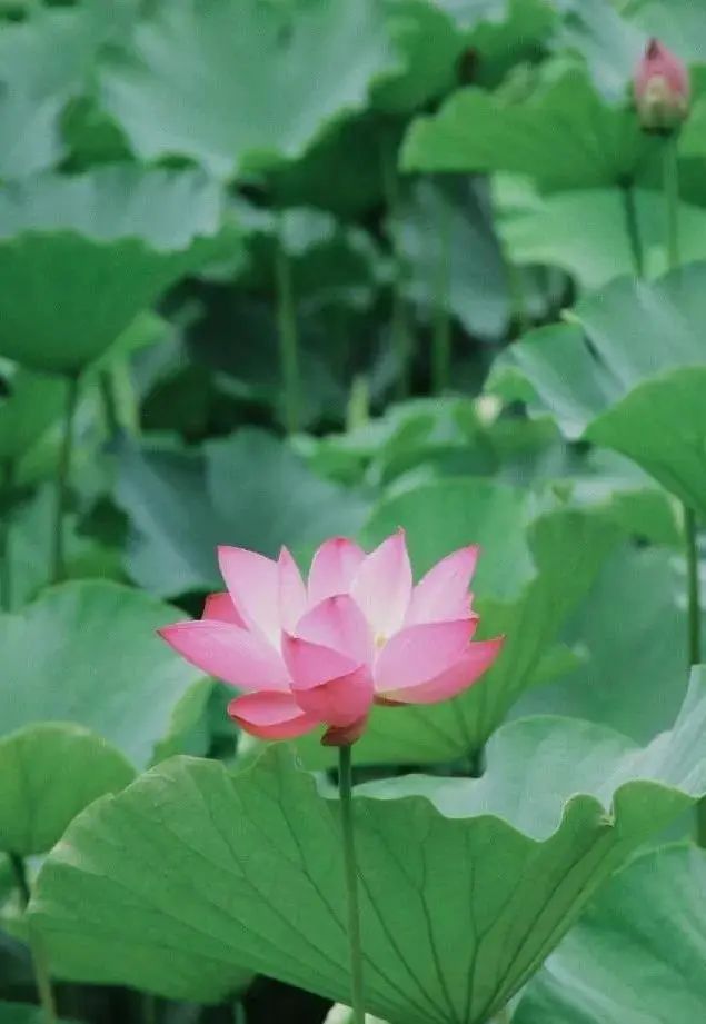 成都，大学校花来了！