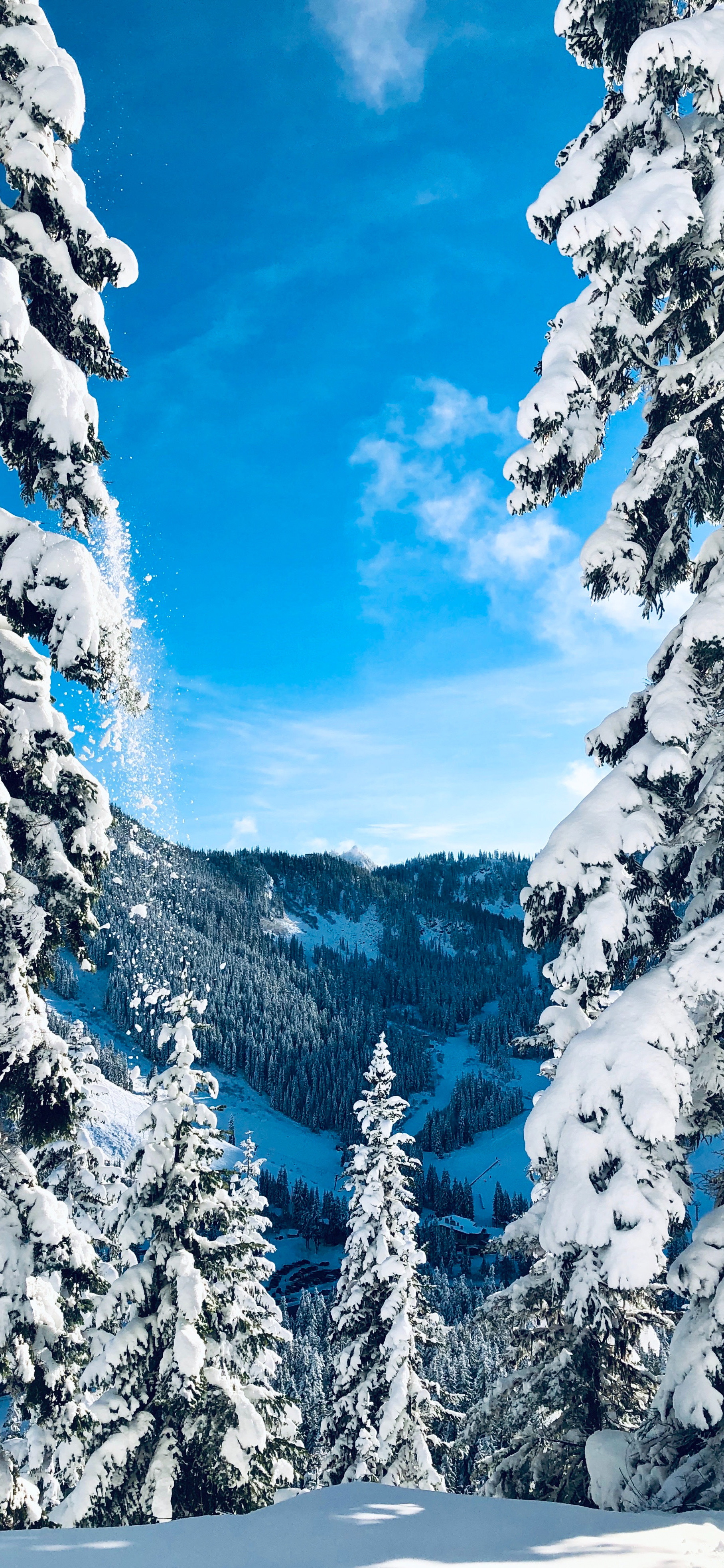 “雪”壁纸｜冬日温暖，直要人折身向爱