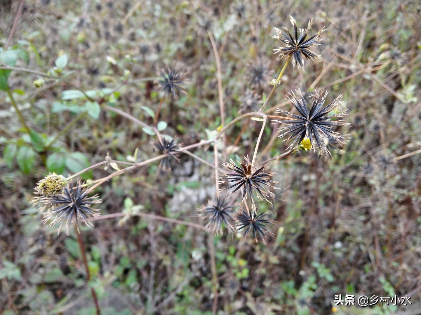 农村这草叫“鬼针草”，人见人厌，掌握这3点，死草快不易复发