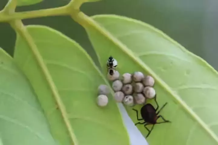 生物防治的优点是什么（果树病虫害生物防治技术的优缺点）