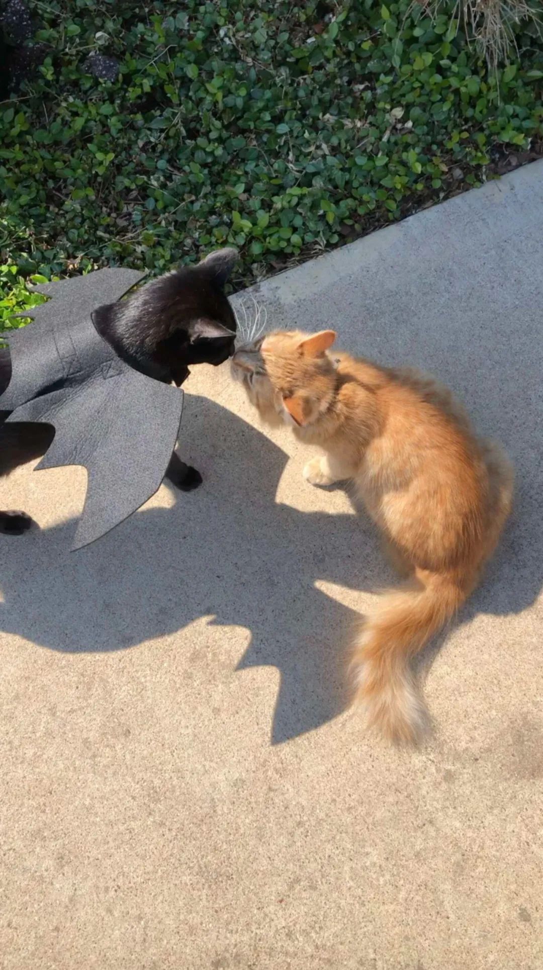 小黑貓發現自己心愛的大橘貓被遺棄，馬上向主人求助想把它救回家