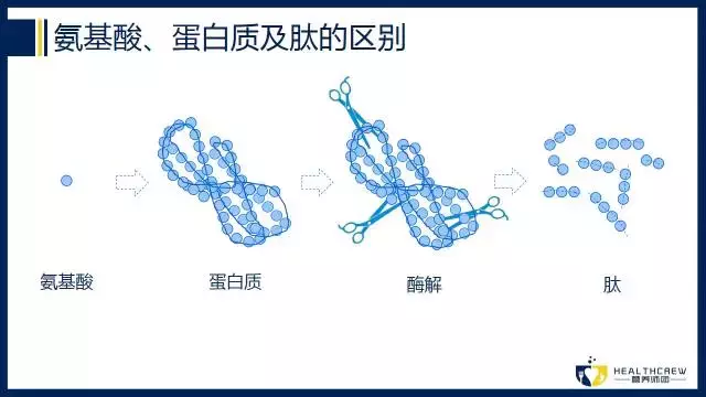 胶原蛋白肽到底是个什么鬼？为啥大家都爱它？