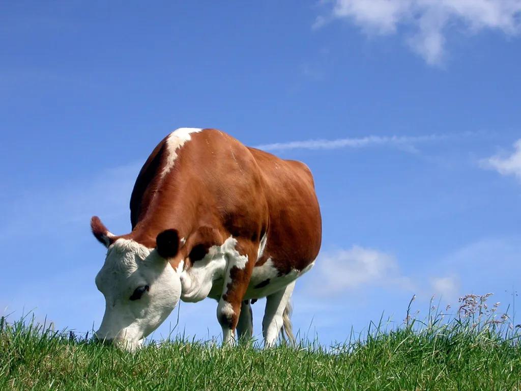 牛皮屑初期图片大全(怀孕母牛可以驱虫吗) - 赤虎壹号