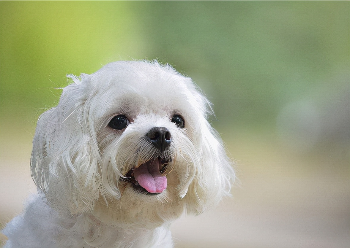 马尔济斯犬怎么样，好养吗？