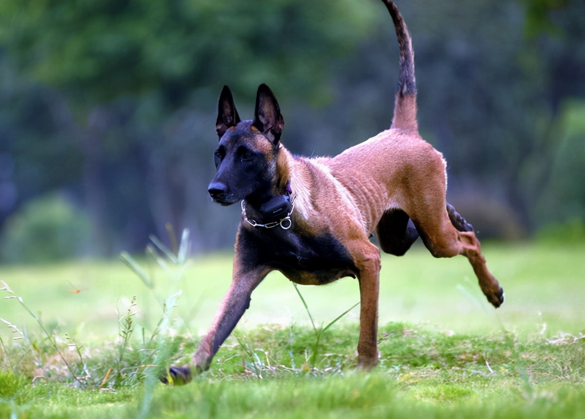 世界犬种智商排名榜前 30 名的聪明狗狗