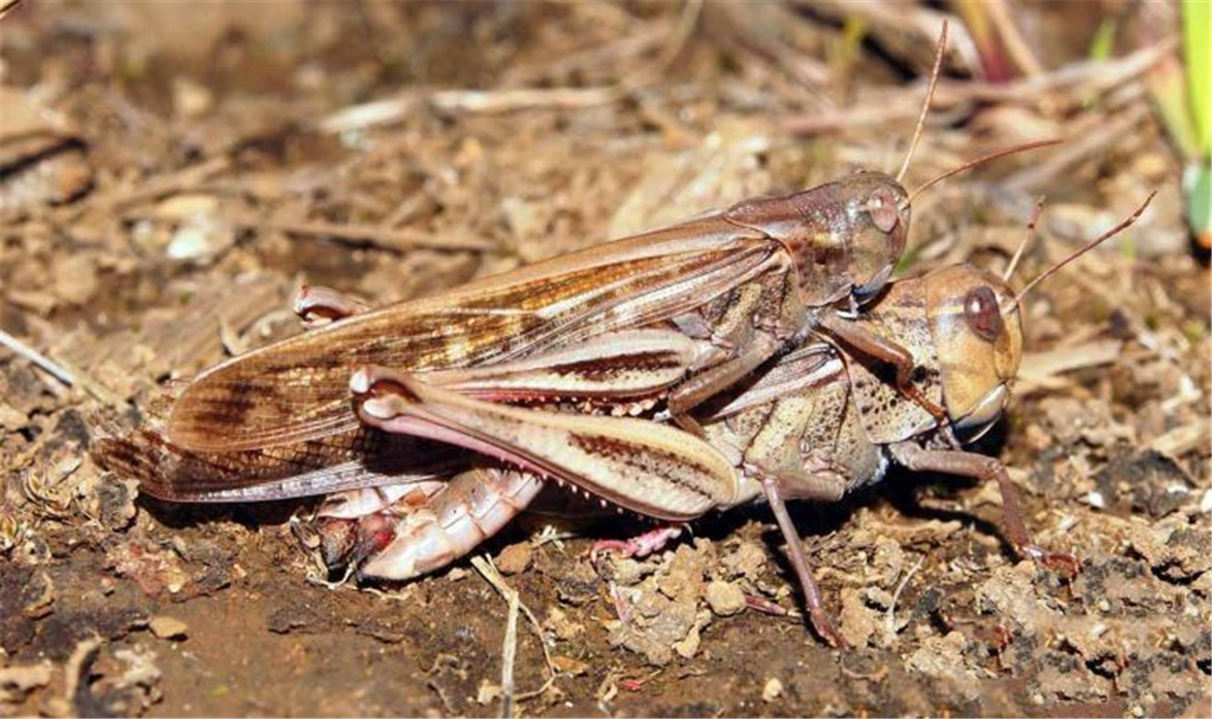 印度飞来了沙漠蝗虫印度蝗虫