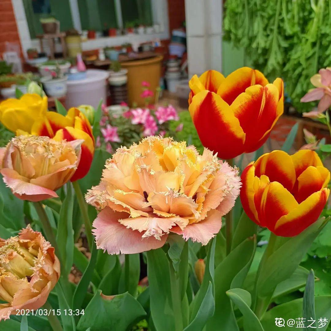 秋天必养的11种花,冬天特别耐寒,南北方都能养