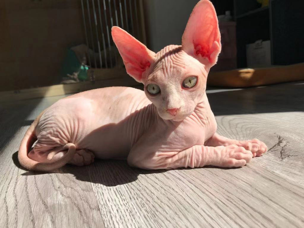 猫界智商排行榜之最“聪明”的猫，你家猫上榜了吗？