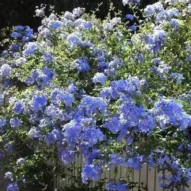 4月份种什么花最好（四月入手5种花买了就开花）