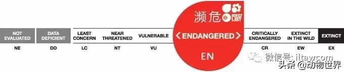 企鹅是鸟吗（带你了解世界上的18种企鹅）