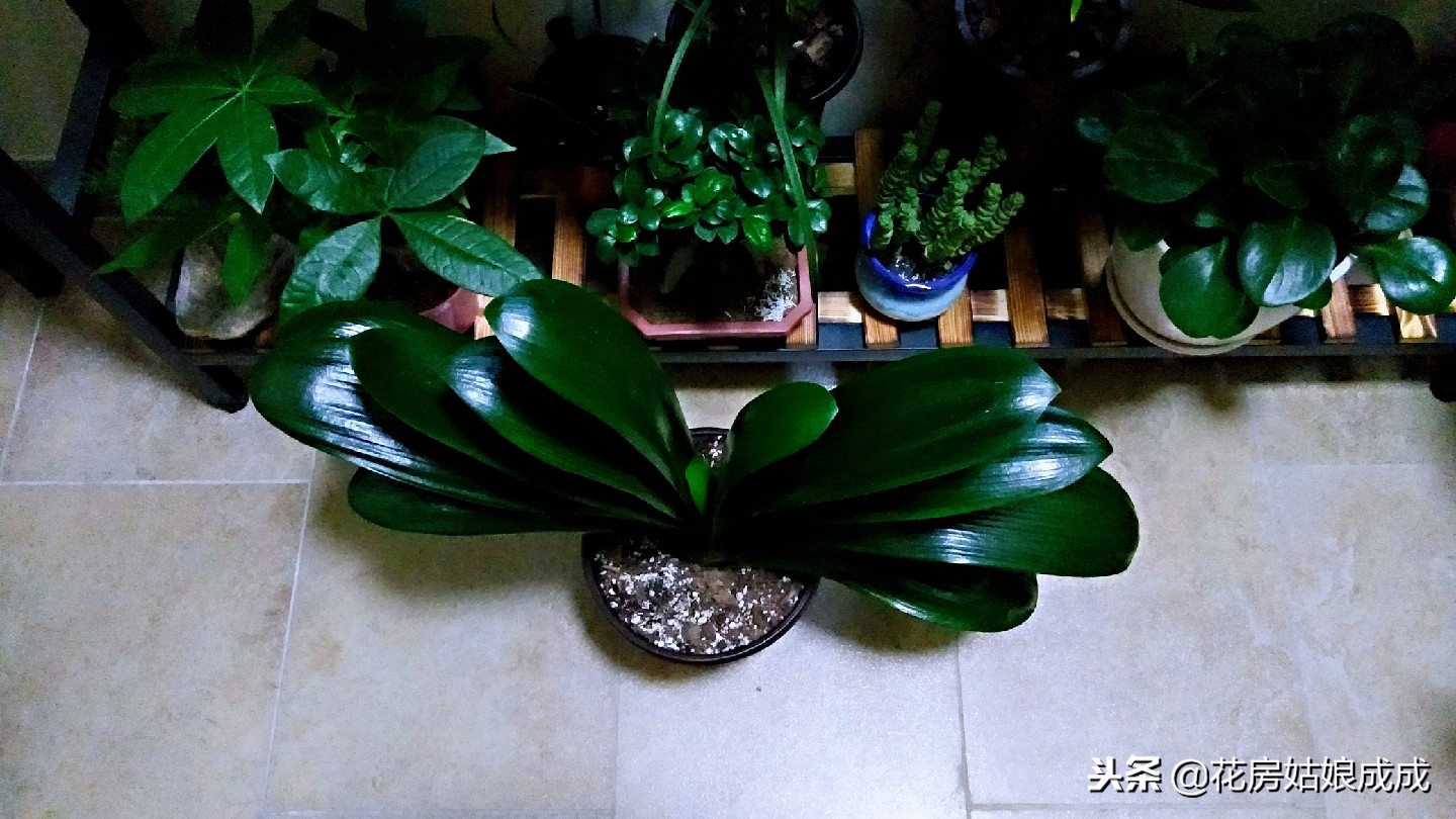 什么花盆种君子兰最合适(栽君子兰啥花盆最合适)
