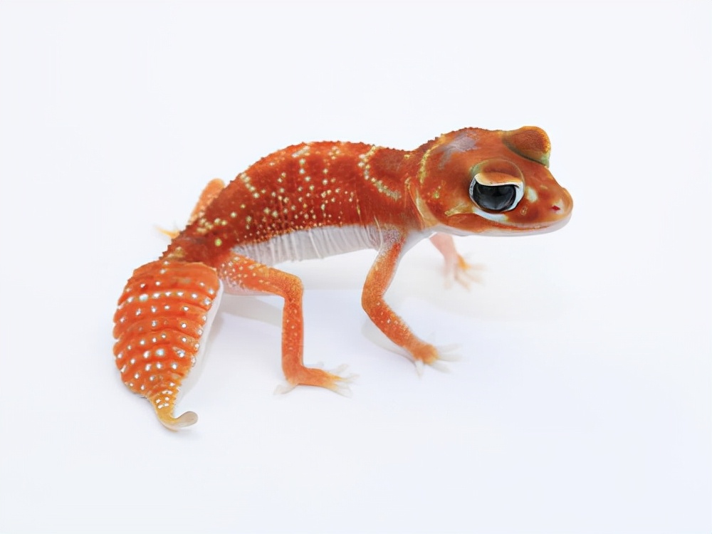 这些年开始流行的另类宠物