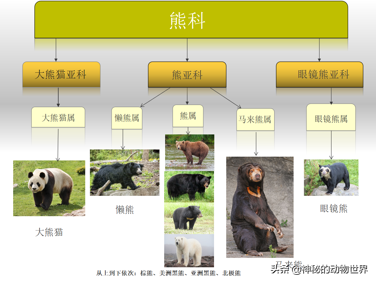 几十年来,对大熊猫的精确分类一直存在争议,因为它与熊和浣熊都具有