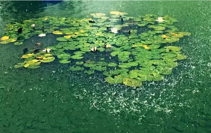 「诗词鉴赏」梅雨季节​，一起欣赏美丽的梅雨诗词