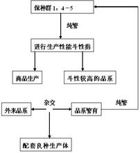 中国斗鸡文化
