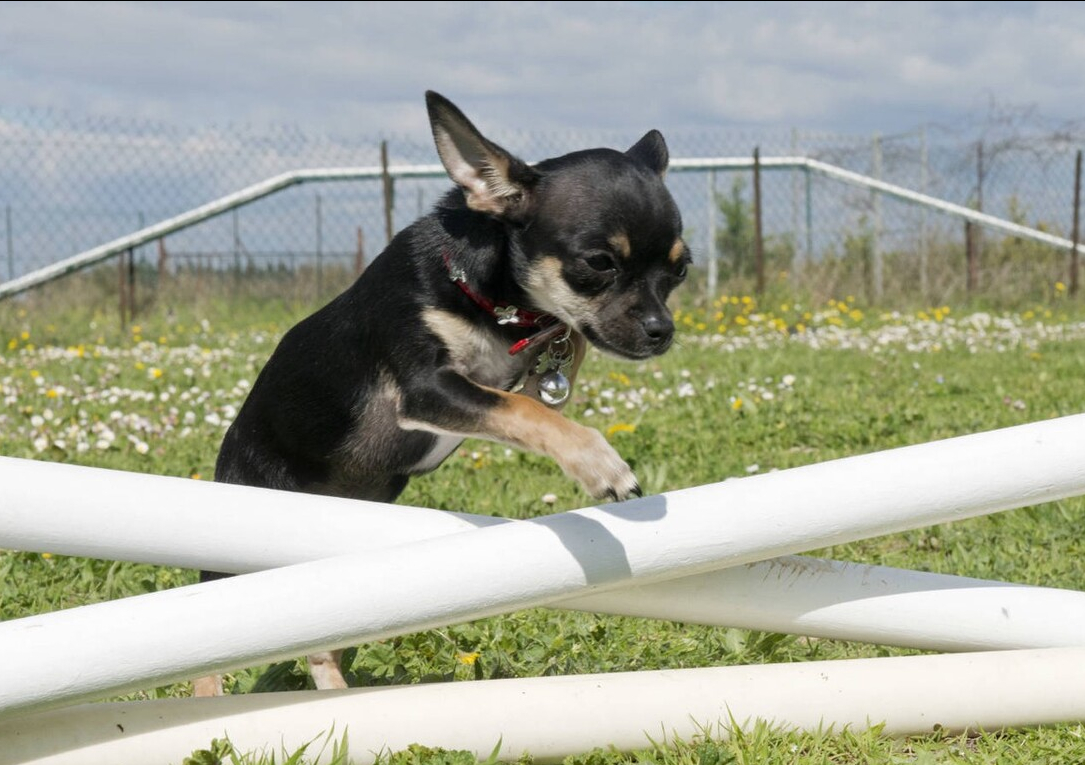 常见的中、小型宠物犬，大概多少钱一只？