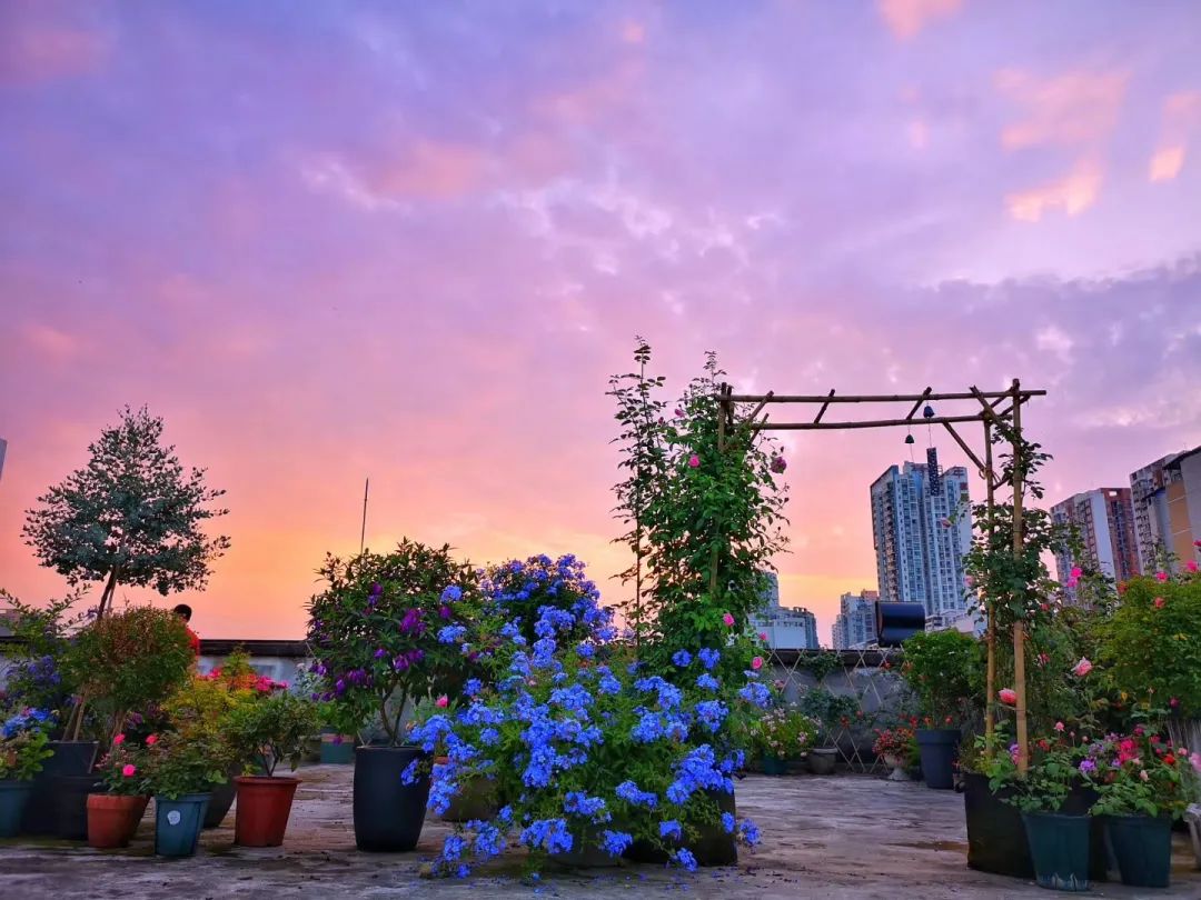 海妈花园访问｜想种花没地方？重庆小学老师在学校楼顶造了座花园