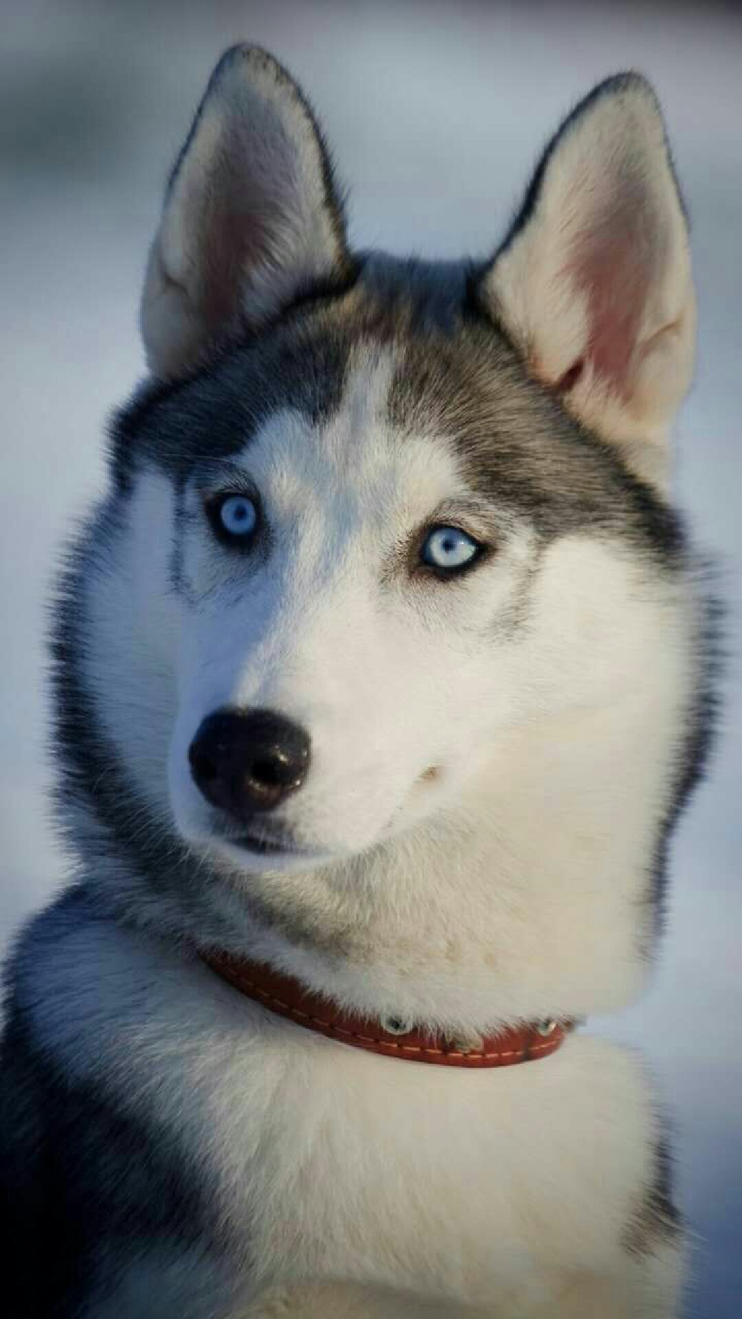 哈士奇,除了气质哪里都像狼,不听指令是主人给拉雪橇头犬的特权