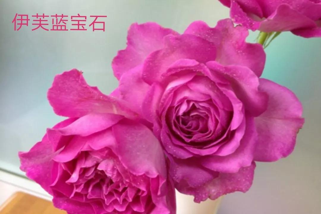 白荔枝玫瑰花语是什么（常见切花月季一览）