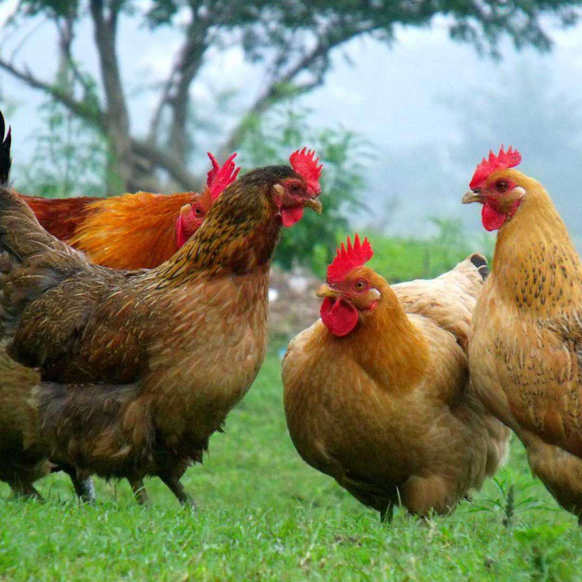 散养鸡批发渠道有哪些(散养土鸡销路在哪里) - 114货源网