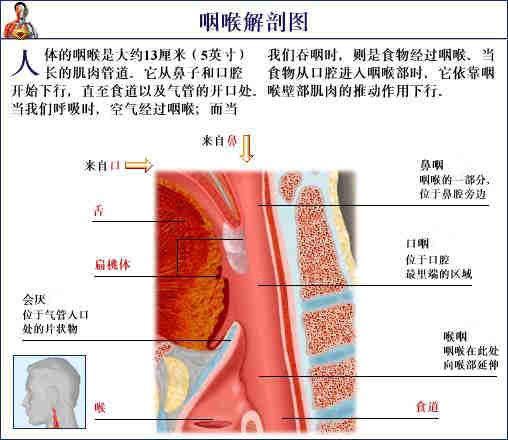 「转载」史上最全的人体（组织器官）全图