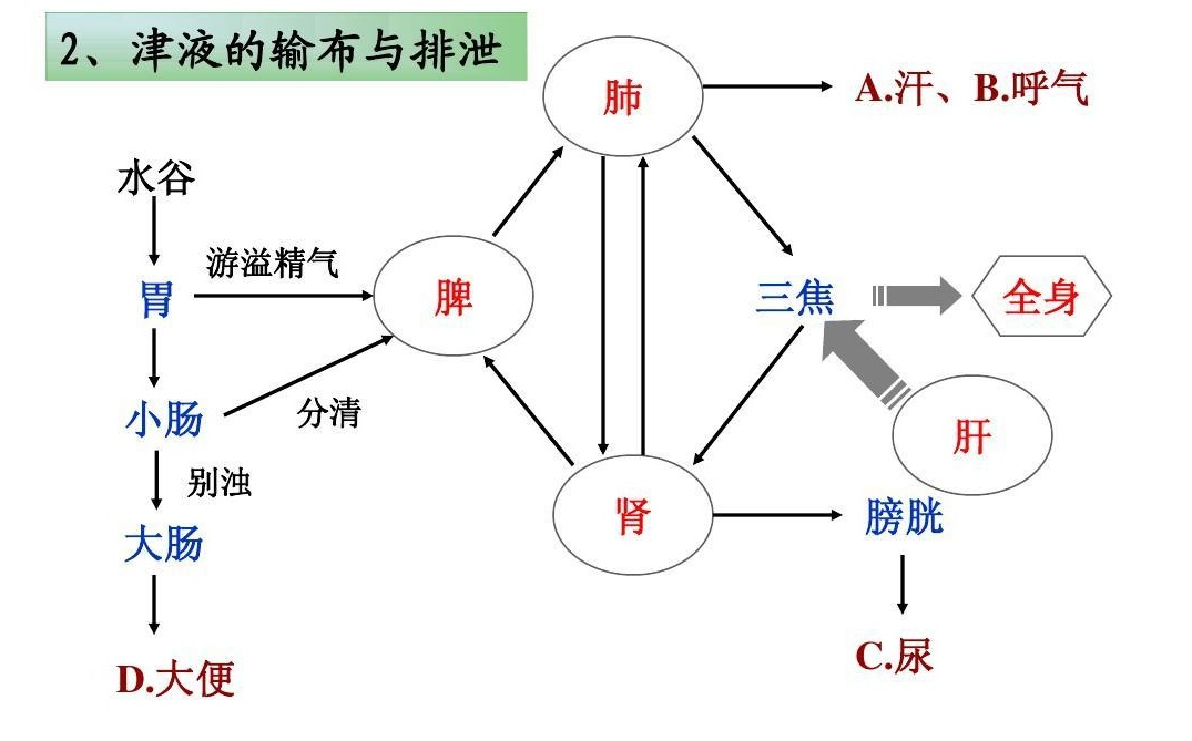 经常口干？可能是脾气虚！2个方子，帮你健脾益气生津，治口干症