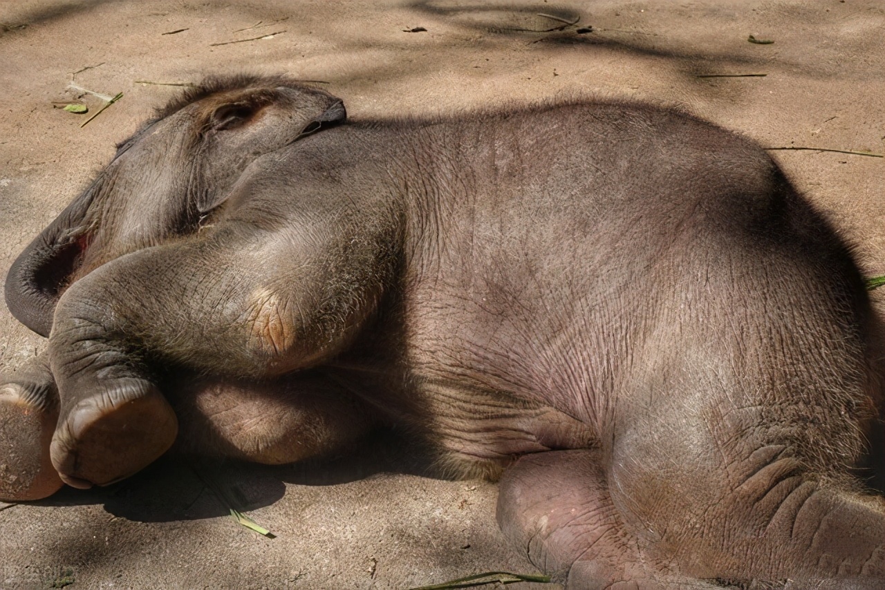 是站着睡还是躺着睡？大象睡觉姿势里边有很多学问