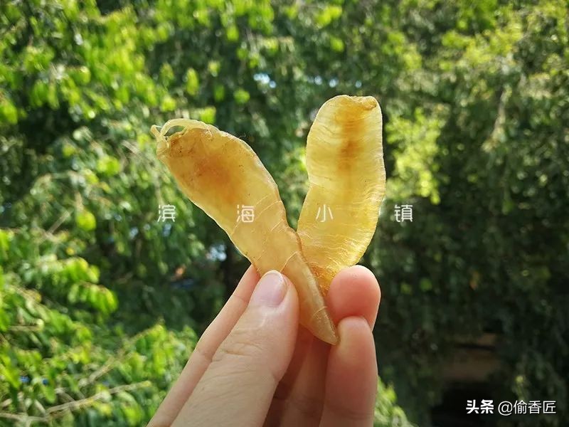 一文看懂花胶的秘密，如何以大众价格买到优质花胶？