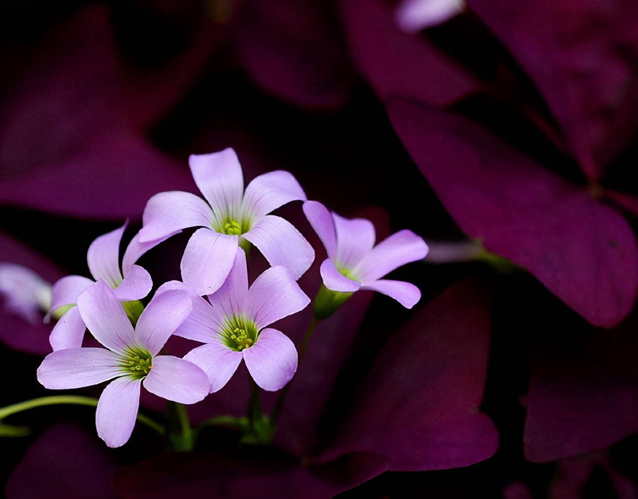 一种小花真神奇,开花时紫莹莹,冬天不怕冷很好养
