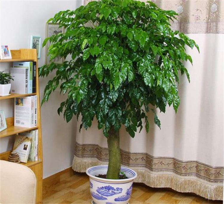 搬新家送什么绿植盆栽最合适？需满足健康、皮实、寓意好3个条件