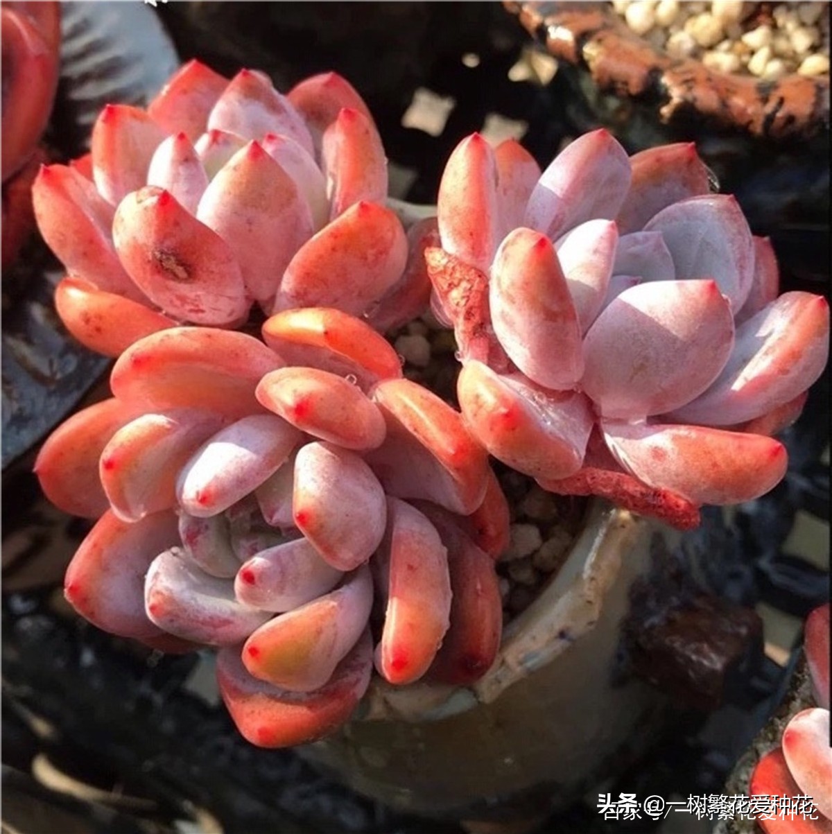 跌落神坛的20种多肉，当年贵到下不了手，现在终于可以随便买了