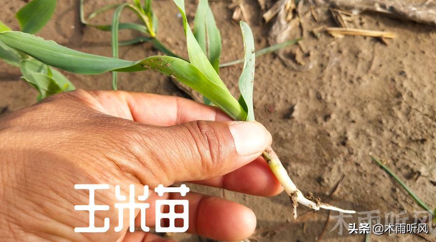 二點委夜蛾,二點委夜蛾幼蟲圖片