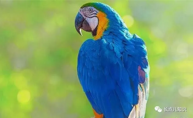 世界十大寿命最长鸟类排行榜，第一种能活80岁
