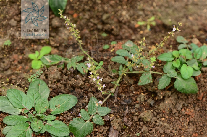 红根草,见过吗?用于急性扁桃体炎,肺炎,肠炎腹泻