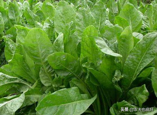 高產(chǎn)牧草有哪些品種？第2種可收割20年，第3種一年能割8茬