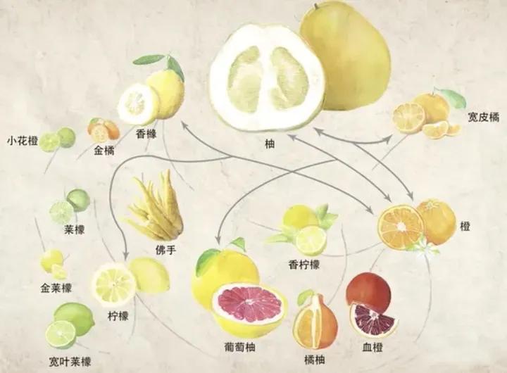 水果冷知识！看看你知道几个？