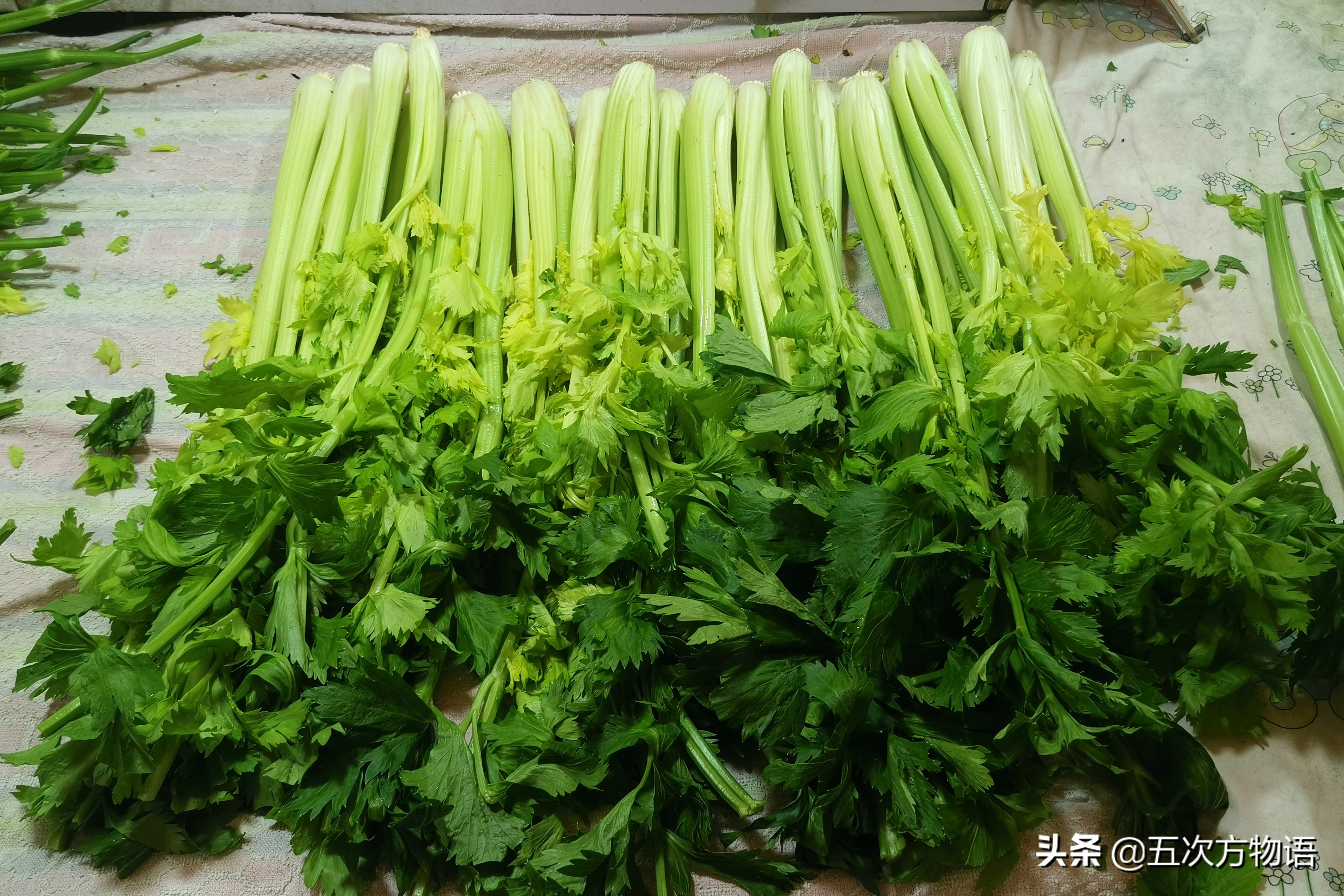 伞形科蔬菜大全，你最讨厌哪一种？