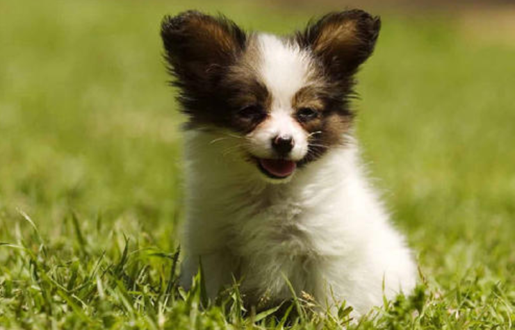 小型犬品种大全图片（十大适合家养的小型犬）