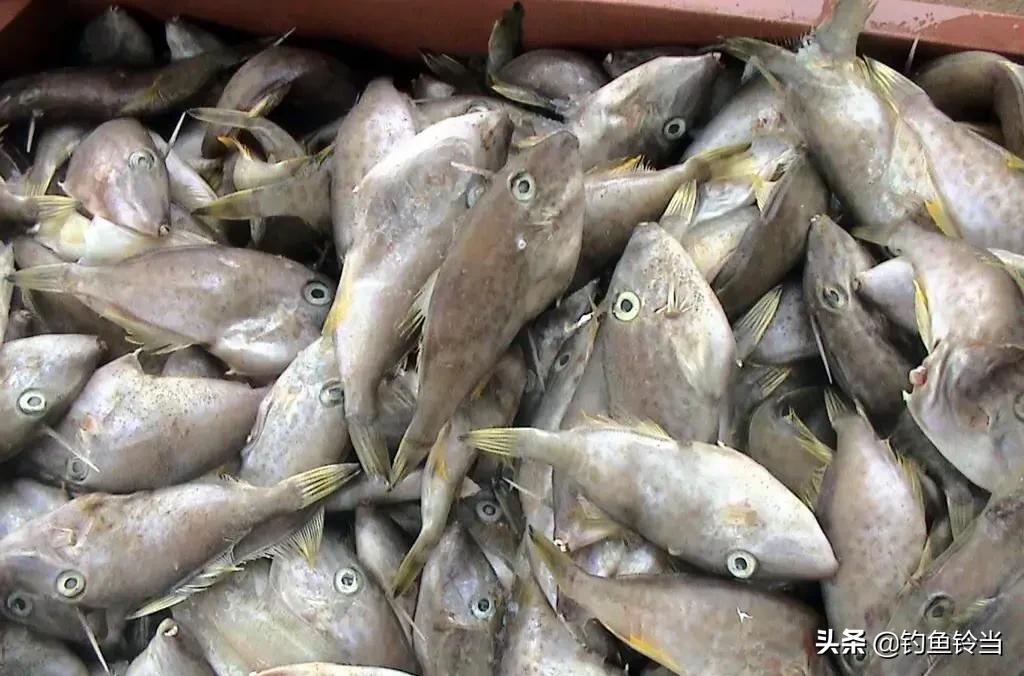 老鼠鱼学名叫什么(这种鱼需要去头和剥皮,以前根本