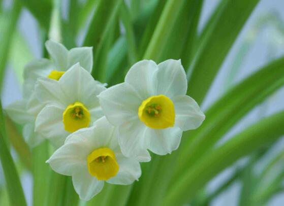 水仙花寓意和象征（水仙花的花语介绍详解）