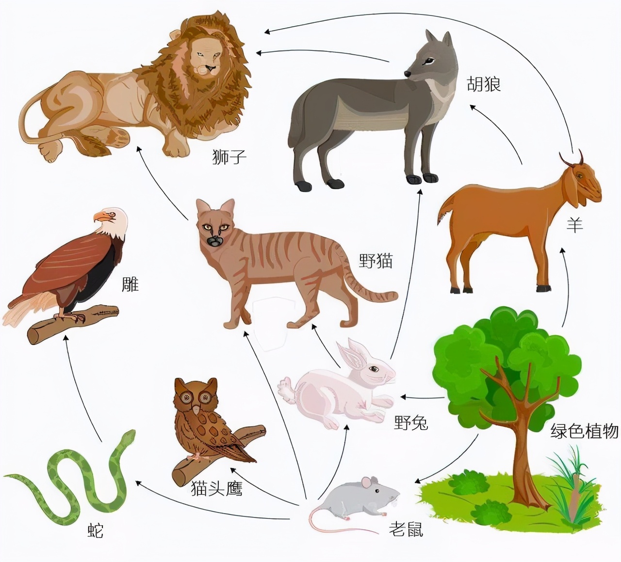 蒙古狼的生存现状（曾经遍布全国的狼在我国逐渐消失了）