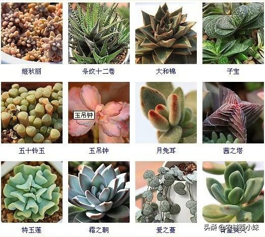 多肉的种类名字（144种多肉植物常见品种名称大全）